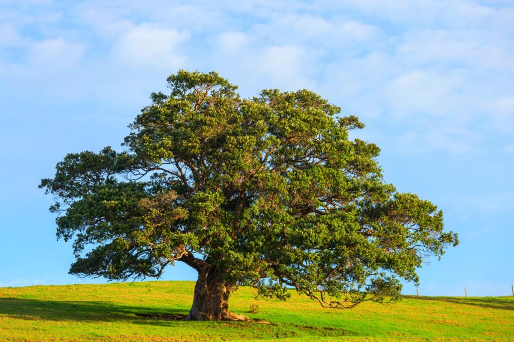 Alone tree